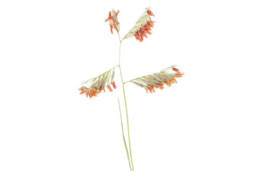 Blütenstand von Buchloe dactyloides