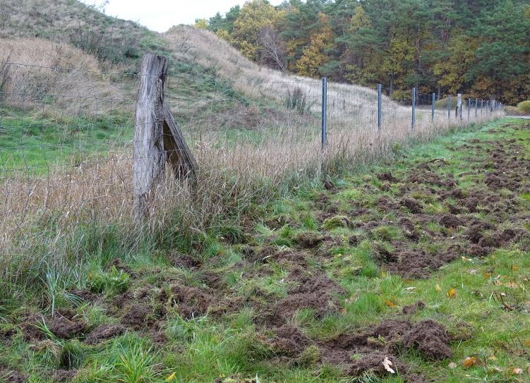 Von Wildschweinen durchwühlte Rasenfläche außerhalb des Schutzzaunes zum Golfplatz