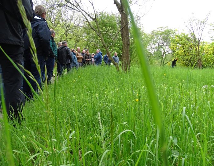 Wiesengesellschaften im Botanischen Garten in Berlin